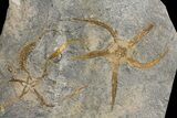 Wide Ordovician Brittle Star (Ophiura) Multiple Plate - Morocco #154173-2